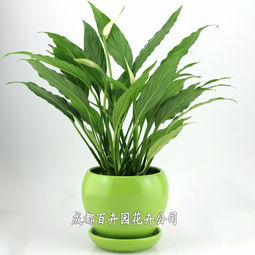 成都辦公室綠植租擺全指南 價格、方案設計一站式解析