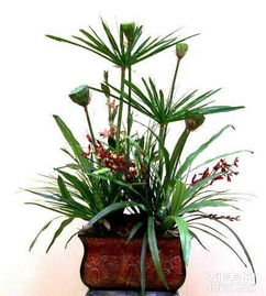 重慶主城植物租賃全解析 大花蕙蘭、綠蘿、發(fā)財(cái)樹(shù)與鮮花綠植租借服務(wù)