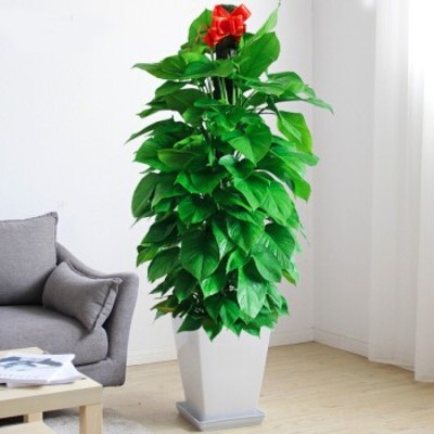 北京順義銷售綠植租賃花卉租擺價(jià)格實(shí)惠,綠植租擺