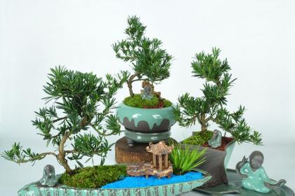 武漢綠植出租室內(nèi)綠植養(yǎng)護(hù),武漢園林養(yǎng)護(hù)別墅綠化陽(yáng)臺(tái)