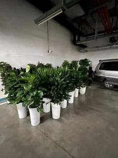 花卉綠植長(zhǎng)期租擺 成都企業(yè)辦公與商業(yè)空間的美化新選擇