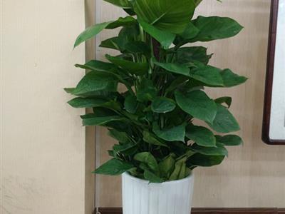 天津花卉綠植租賃與銷(xiāo)售服務(wù)新選擇——谷鑫亞泰花卉