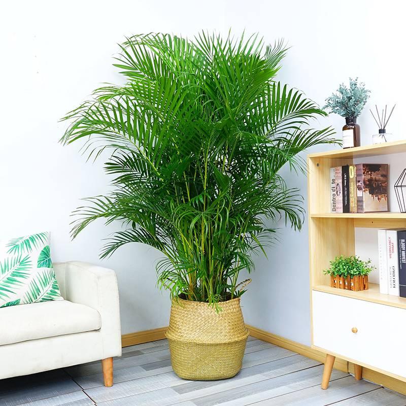 武漢室內(nèi)花卉植物盆景全覽 租賃與銷(xiāo)售一站式服務(wù)